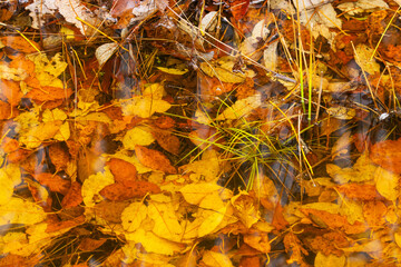 Colorful leaves undwe shallow water on an autumn day in Estonia, Northern Europe