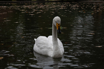 swan on the water