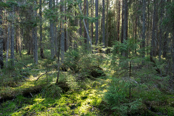 Sunlight in wet old-growth forest on a summer evening in rural Estonia, Northern Europe