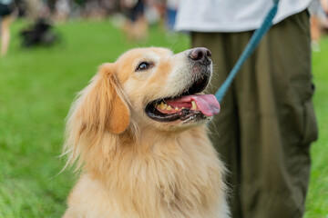 The cute golden retriever and its owner took advantage of the weekend to play on the grass