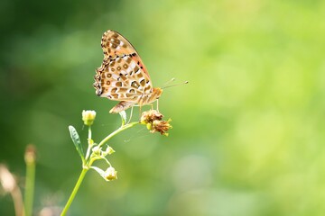 An Indian Fritillary Bathes in Sunlight, Perched on a Tiny Flower