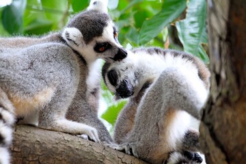 Two Lemurs Grooming Each Other on a Tree Branch