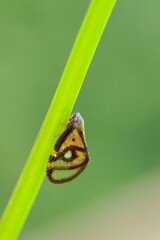 A Cryptic Lanternfly Camouflaged on a Green Stem