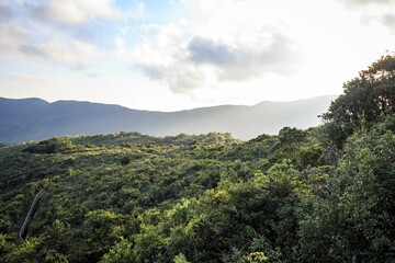 A Serene Hilltop View Over Lush Green Foliage and Distant Mountains