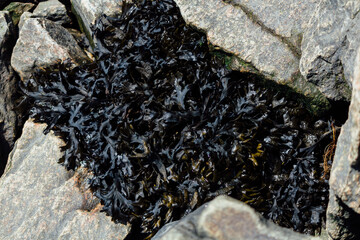 Seaweed Amongst Rocky Coastal Shoreline in Sunlight