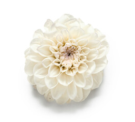 Beautiful dahlia flower on white background