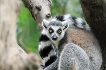 Ring-Tailed Lemur Perched on Wooden Fence in Lush Greenery