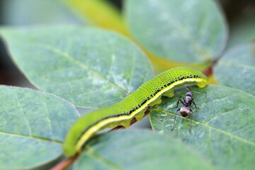 Close-Up of a Green Caterpillar on a Leaf Stem