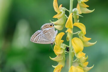 Close-Up of Lampides Boeticus, the Pea Blue Butterfly, Resting on Vibrant Yellow Flowers