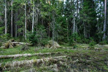 A swampy primeval forest with lying dead wood on a spring day in Estonia, Northern Europe