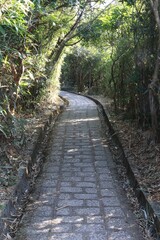 A Stone Path Through a Lush Green Forest
