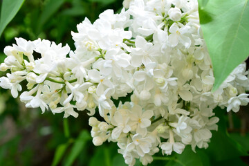the background of white flowers that are growing on the white lilac bush macro