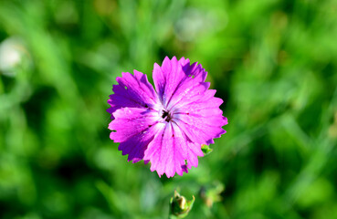 a purple flower with a white center isolated on the green background carnation macro