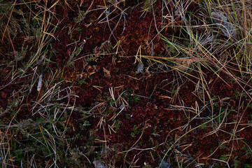 green and red moss and other swamp plants on the ground in autumn