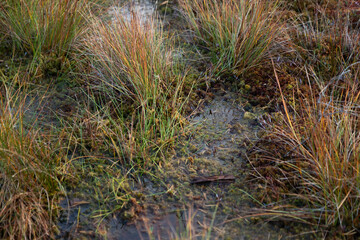 grass and water in the swamp