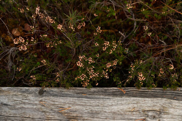 white and green heather branch in the swamp in autumn with wooden board on the side