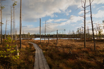 Obraz premium wooden path in nature trail in the swamp with pine trees, blue sky and white clouds in autumn