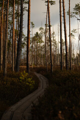 wooden path in nature trail in the dark forest with fallen leaves and pine trees in autumn