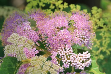 Delicate Pink Flowers Bloom in a Cluster