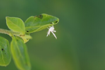 Ricania Nymph Perched on a Green Leaf Edge in Garden