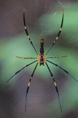 A Golden Silk Orb-Weaver Spider Spreads Its Web