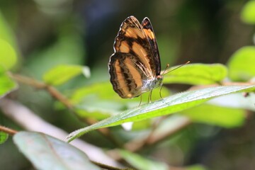 A Sergeant Butterfly Perched on a Green Leaf