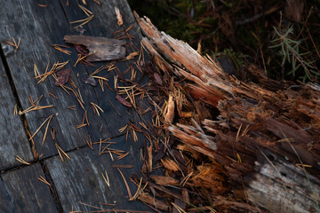 texture of old grey wooden surface, brown fallen needles and rotten wood on the side in autumn