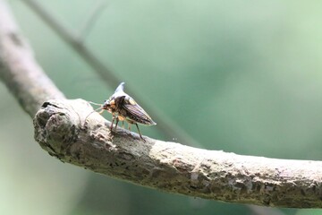 A Membracid Insect Perched on a Tree Branch