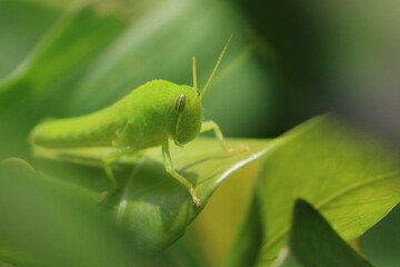 Close-Up of a Green Grasshopper on a Leaf in a Garden