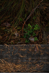 green cobbler surrounded by brown fallen autumn leaves and needles and wooden board on the side