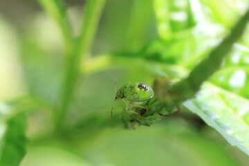Tiny Green Insect Resting on a Vibrant Leaf