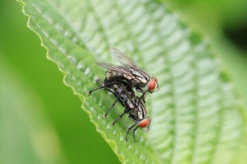 Close-Up of Two Flies Mating on a Green Leaf