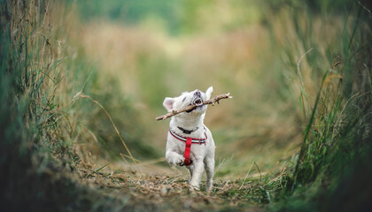 Terier biegnie z patykiem