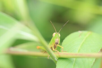 Close-Up of a Green Grasshopper on a Leaf in a Garden