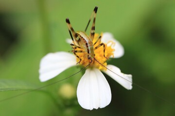Close-Up of Grasshopper on White Flower with Yellow Center in Garden