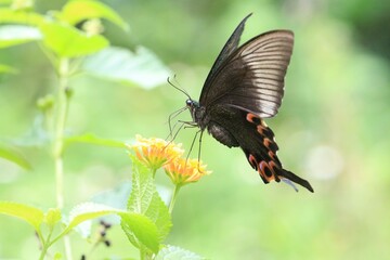 Paris Peacock Swallowtail Butterfly Feeding on a Bright Yellow Flower