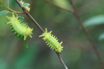 A Spiny Caterpillar Clinging to a Green Leaf