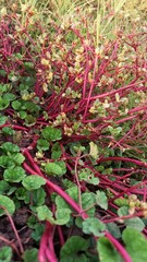 red and green leaves
