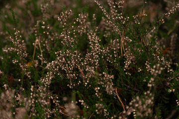 white and green heather branch in the swamp in autumn
