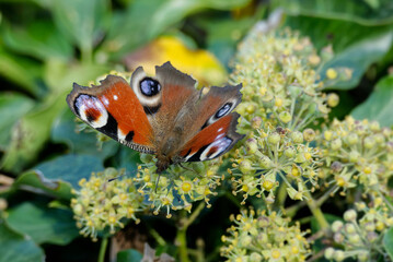 European peacock butterfly (Aglais io) perched on hedge (hedera helix) in Zurich, Switzerland