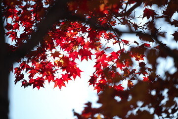 赤く紅葉したモミジ