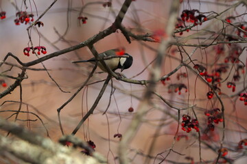 ツリバナとシジュウカラ