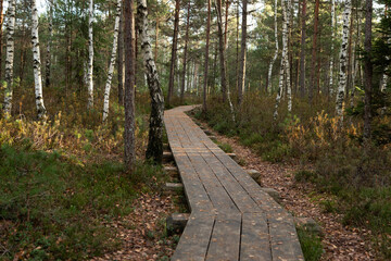 wooden path in nature trail in the forest with fallen leaves, birch and pine trees in autumn