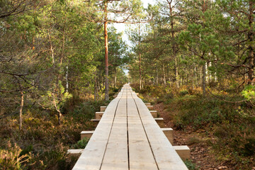 bright wooden path in nature trail in the forest on a sunny day with pine trees on both sides