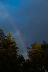 rainbow in dark autumn sky in the forest with green pine trees