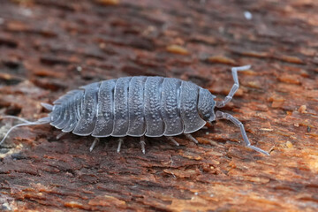 Macro Shot of a Common Rought Wouldlouse Pill Bug, Porcelio scaber on a Textured Surface