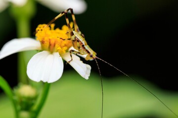 Close-Up of Grasshopper on White Flower with Yellow Center in Garden