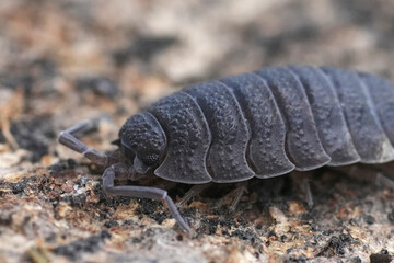 Close-up of a Common Rought Wouldlouse Pill Bug, Porcelio scaber on a Textured Surface