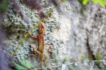 A Colorful Lizard Climbs a Rocky Wall