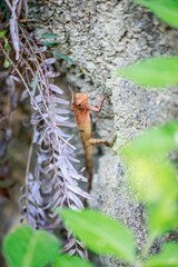 A Colorful Lizard Climbs a Rocky Wall